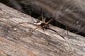 Latrodectus_hasselti_D3645_Z_88_Hamelin pool_Australie